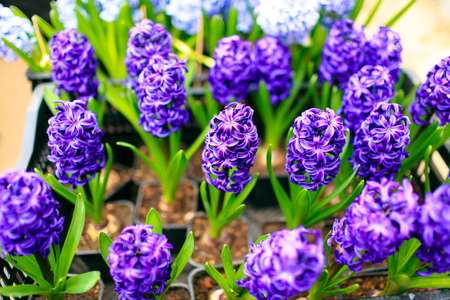 Blue decorative flowers in pots are on the tableの写真素材