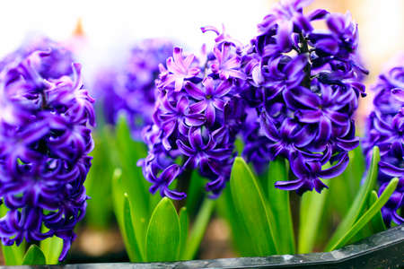 Blue decorative flowers in pots are on the tableの写真素材
