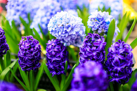 Blue decorative flowers in pots are on the tableの写真素材
