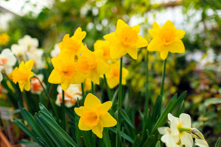 Yellow flower with green leaves blurred background, soft focusの写真素材