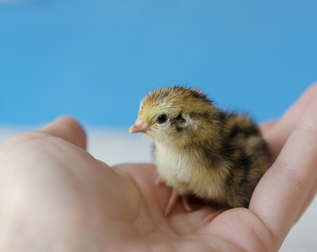 A small spotted quail chick in his hand on a blue background. Copy space.の写真素材