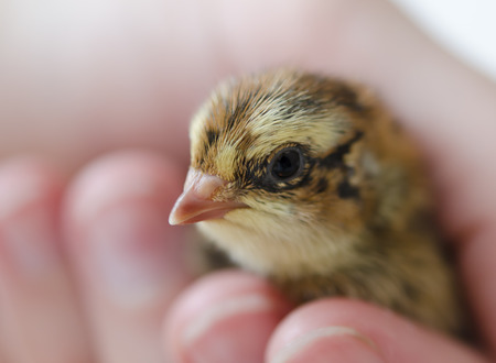 A small spotted quail chick in his hand. Copy space.の写真素材