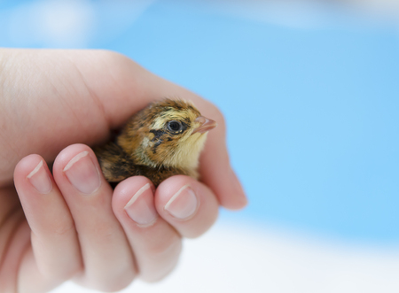 A small spotted quail chick in his hand on a blue background. Copy space.の写真素材