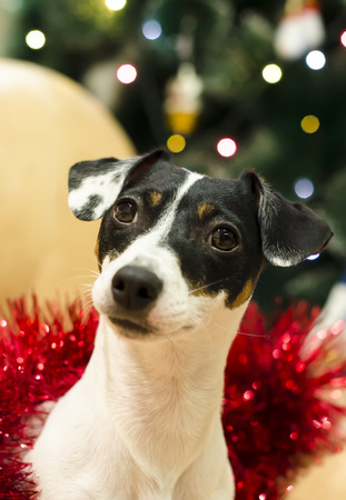 Cute jack russell terrier in red tinsel looks surprised. New Year. Christmas.の写真素材
