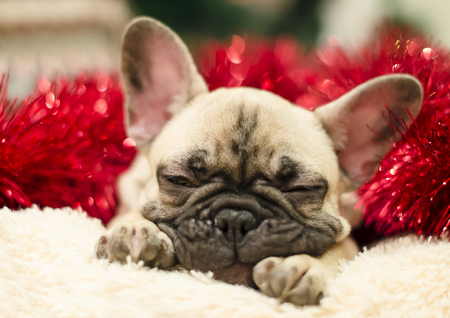 Cute bulldog puppy sleeping on a pillow on a background of red tinsel. New Year. Christmas.の写真素材