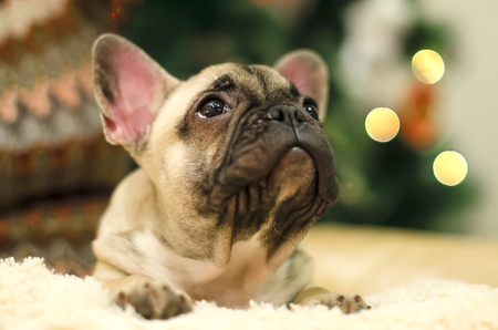 Cute bulldog puppy resting on a pillow. New Year. Christmas.の写真素材