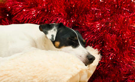Cute Jack Russell Terrier is sleeping on a pillow against a red tinsel. New Year. Christmas.の写真素材
