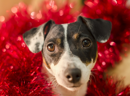 Cute jack russell terrier in red tinsel looks surprised. New Year. Christmas.の写真素材