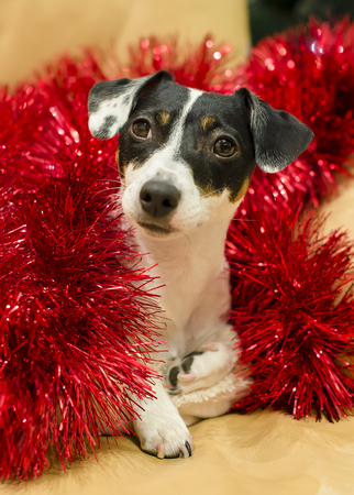 Cute jack russell terrier in red tinsel looks surprised. New Year. Christmas.の写真素材