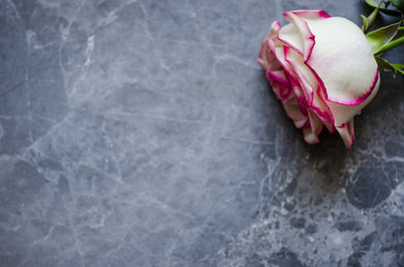 Rose on dark marble background with place for text. Flat layの写真素材