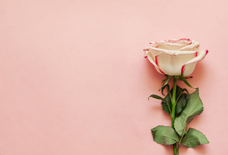 Single rose flower on pink background with place for text.の写真素材