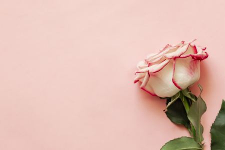 Single rose flower on pink background with place for text.の写真素材
