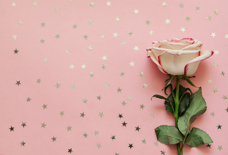Single rose flower with holographic stars on pink background.の写真素材