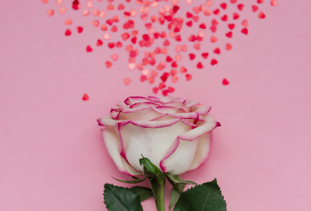 Single rose flower with holographic hearts on pink background with place for text.の写真素材