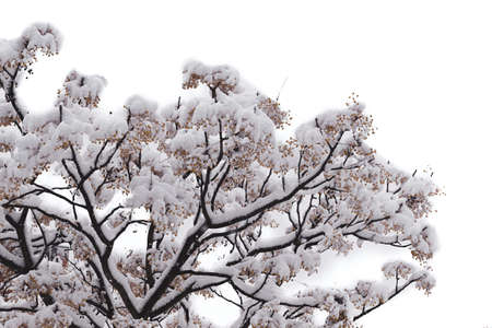 Snowy tree in winterの写真素材