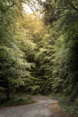 I walk in the middle of a beech forestの写真素材