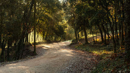 I walk in the middle of the forest with rays of the sunriseの写真素材