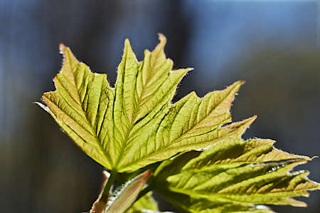 new leaf in spring