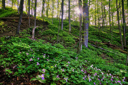 Spring in Ontarioの写真素材