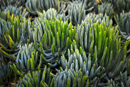 exotic plantsの写真素材