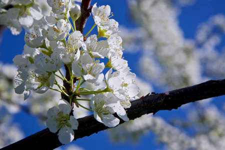 Centennial Park Conservatoryの写真素材