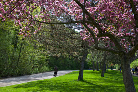 Walking in the park in spring time