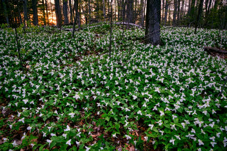 Trillium flowers field in Ontarioの写真素材