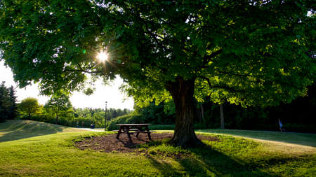 sunlight shine through the leaves in the morning in the parkの写真素材