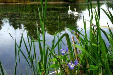 wild iris in the lakeの写真素材