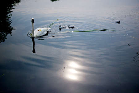 swans in the parkの写真素材