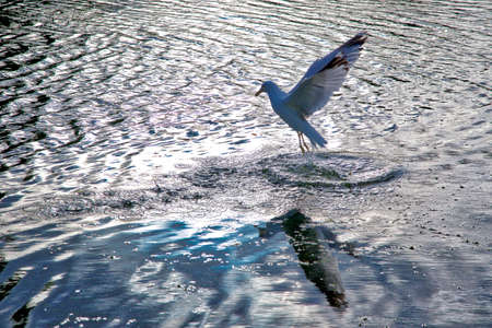 sea gull fly over the lakeの写真素材