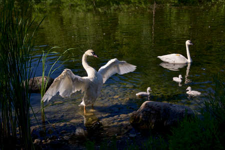 swan on the lakeの写真素材