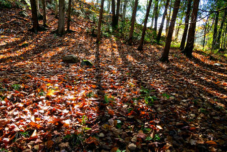 Vibrant-colored autumn leaves covered the forest in a National park in Canada.