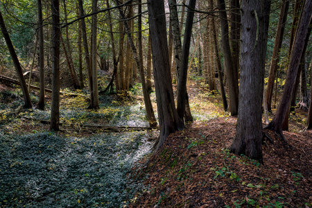 autumn forest in Canada with light and shadowの写真素材