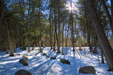 Winter landscape of the trail in the forest after the heavy snowfall - sunbeams pouring through a forest sceneの写真素材