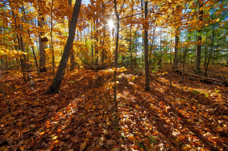 Autumn leaf colour with lens flare in the forestの写真素材
