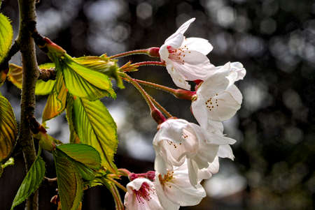 Richmond Hill, Ontario / Canada - May 14, 2019: white cherry flowers with blurred focus background