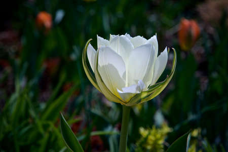 Close-up of a white tulip in Toronto Botanical Garden in springtime.の写真素材