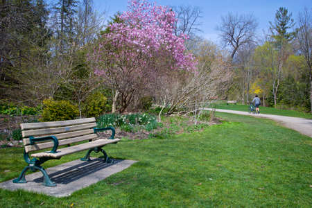 Adult man walking in the park with a bicycle in springtime with blooming pink crab apple treeの写真素材