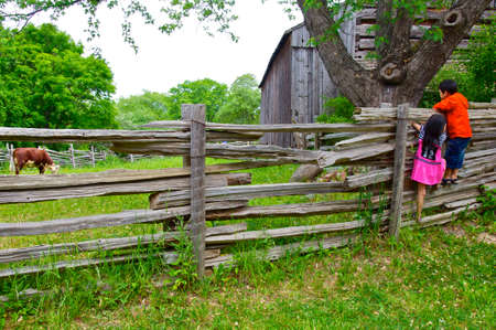 York, Ontario / Canada - May 27, 2012: Children climbed the wooden rail fence in an animal farm to have a view of the cowのeditorial素材