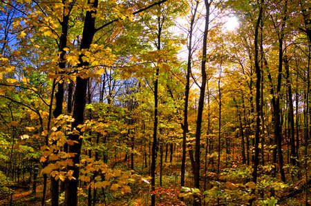 Autumn scene of the forest in National Park