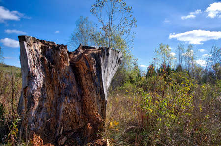 new growth trees and the old cut down tree trunk -deforestation