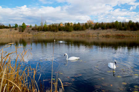 Beautiful swimming swans with mirror reflection on the water.の写真素材