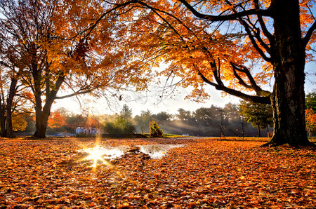 Sunrise with lens-flare and maple tree leaves covered the ground