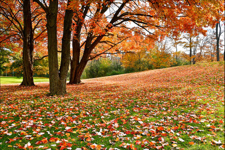 Maple tree leaves covered the ground in a public parkの写真素材