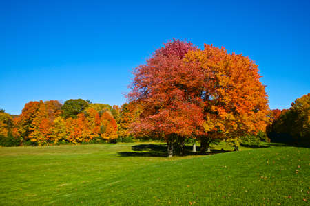 Majestic view of autumn leaf colour in the park