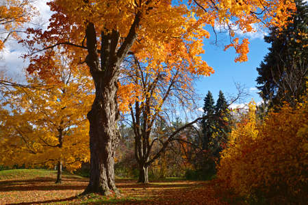 Maple trees in fall at the public park in Toronto, Ontario, Canadaの写真素材