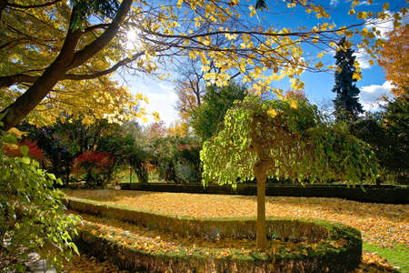 Maple tree leaves covered the ground of the backyardの写真素材