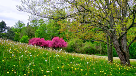 The landscape of spring day complete with green grass and flowering crab apple trees.