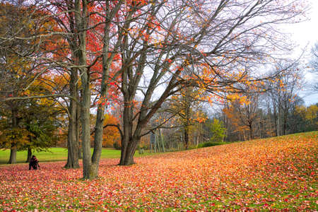 Photographer taking a photo of the maple tree with leaves covered the ground in a public parkの写真素材